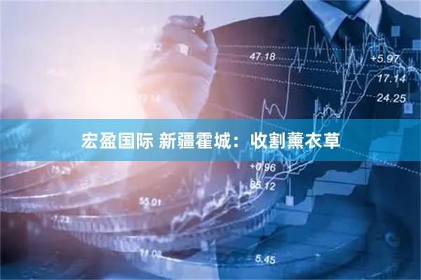 宏盈国际 新疆霍城：收割薰衣草